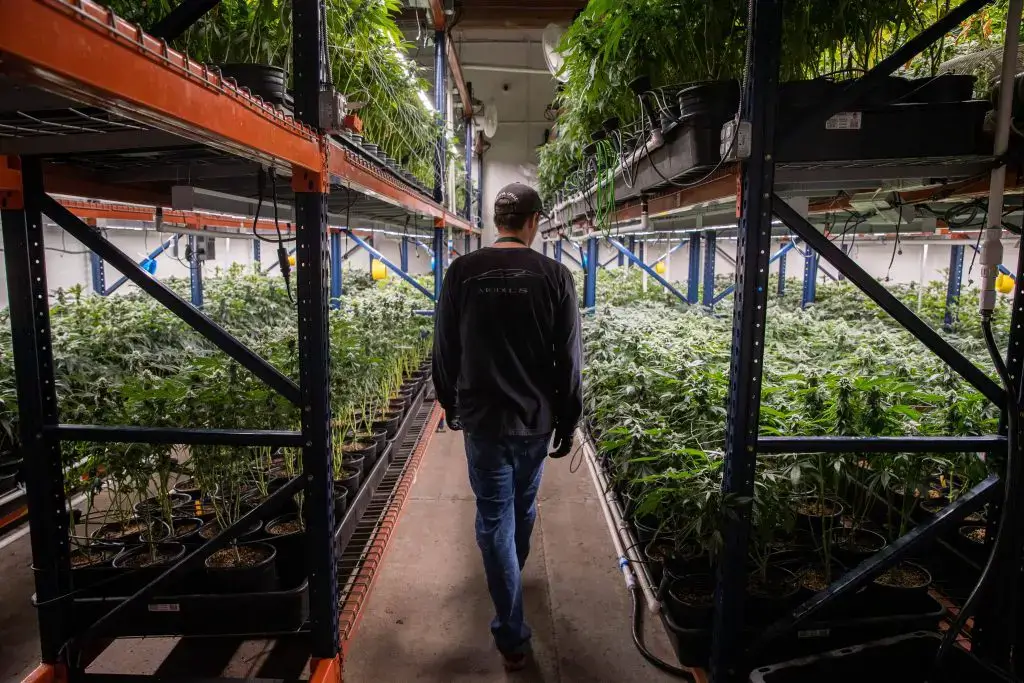 CO2 in flowering stage The benefits when growing indoors