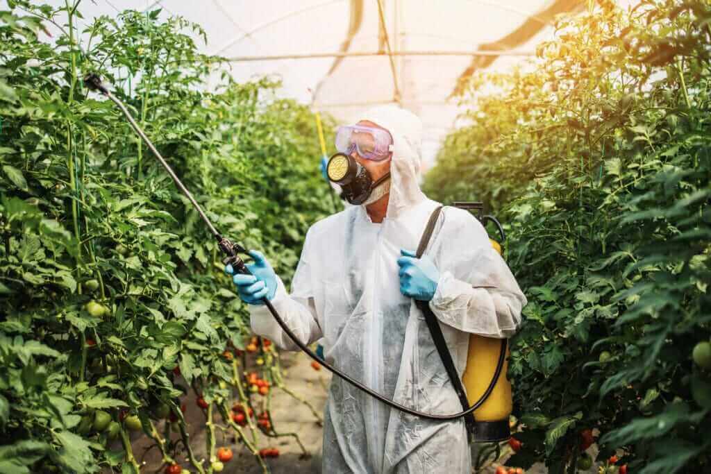 Managing spider mites on cannabis plants
