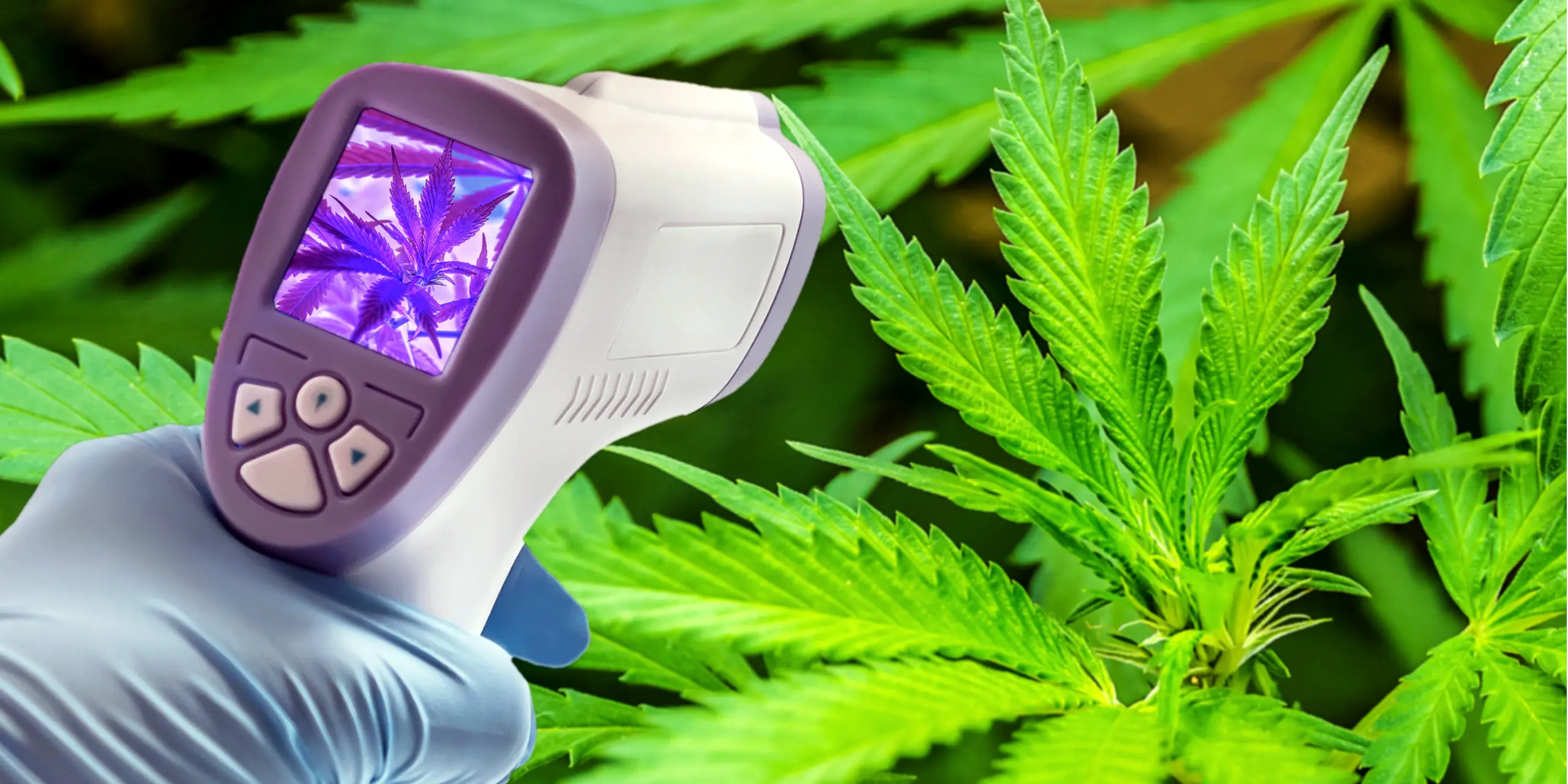 Mastering Temperature Control in Your Grow Room