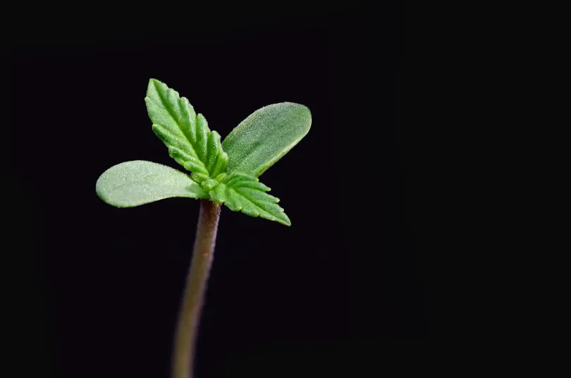 Optimal PPFD levels for cannabis seedlings Expert tips
