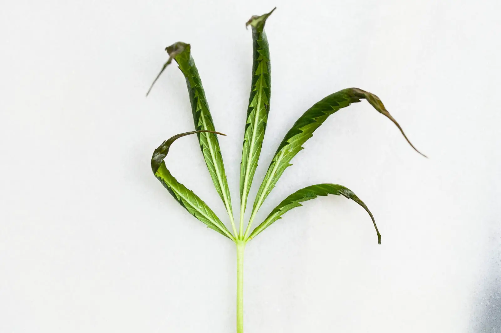 Cannabis leaf with the ends and edges curling down