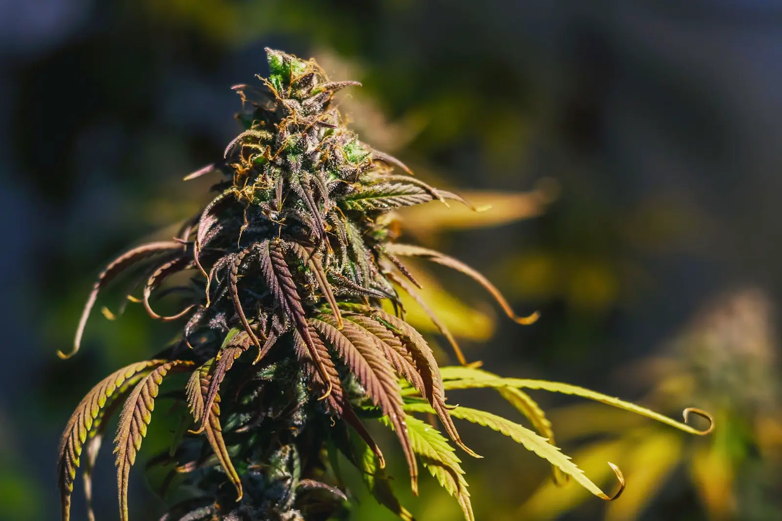 Cannabis leaf curl causes and solutions