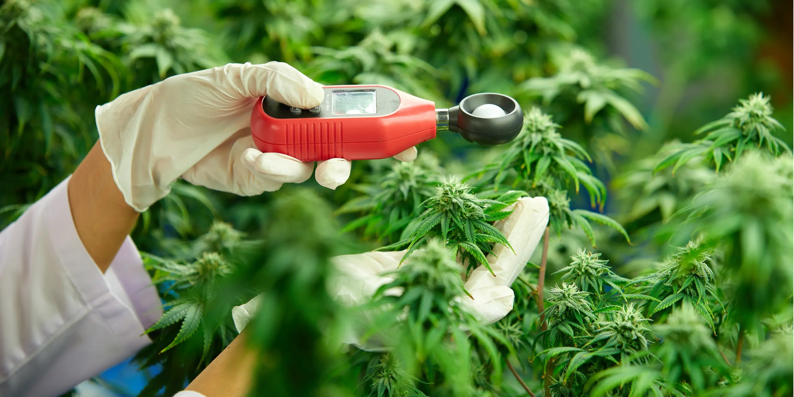 Ultimate PPFD meter for optimal grow room setup