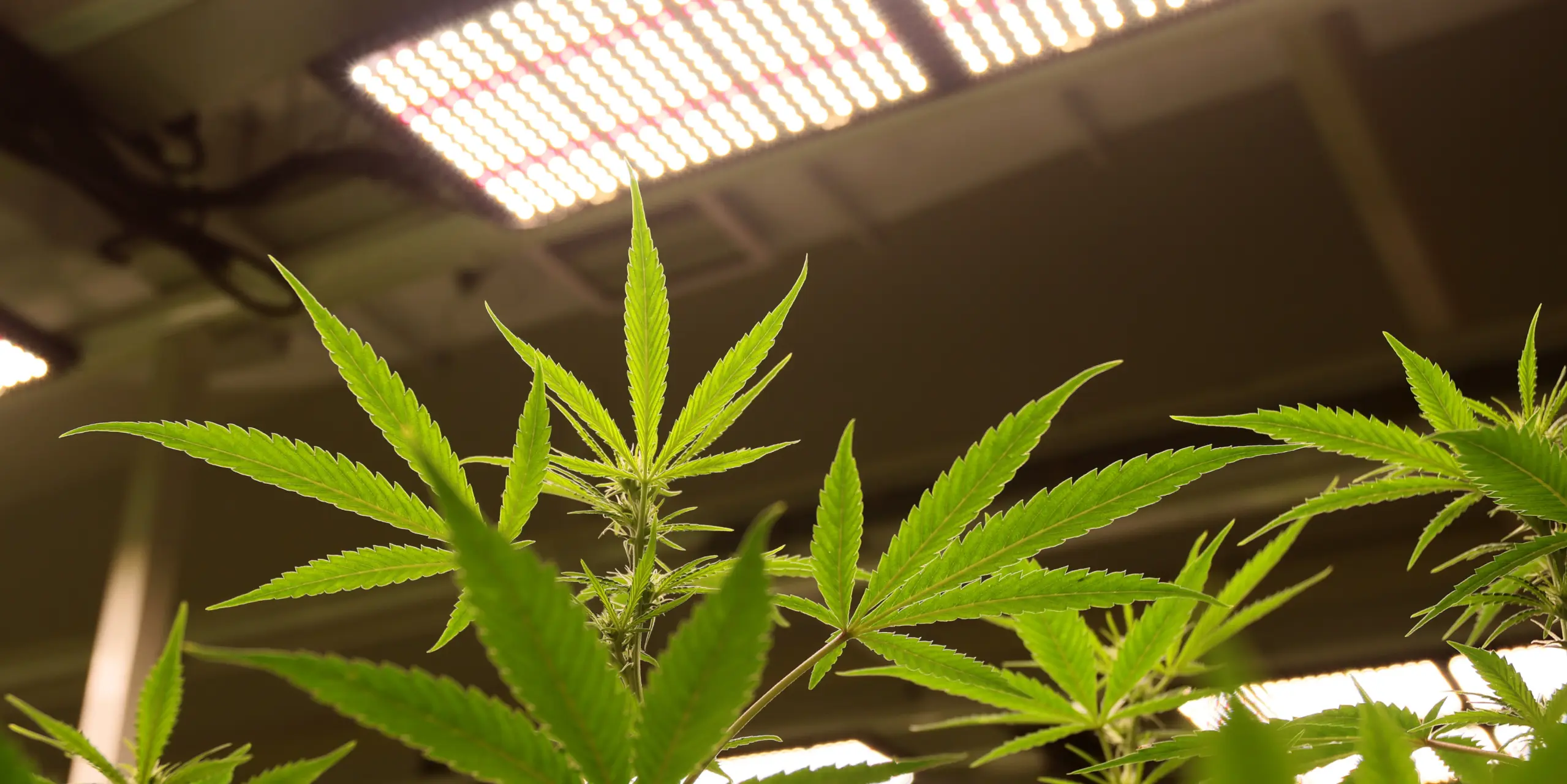 PPFD charts guide for indoor cannabis growth