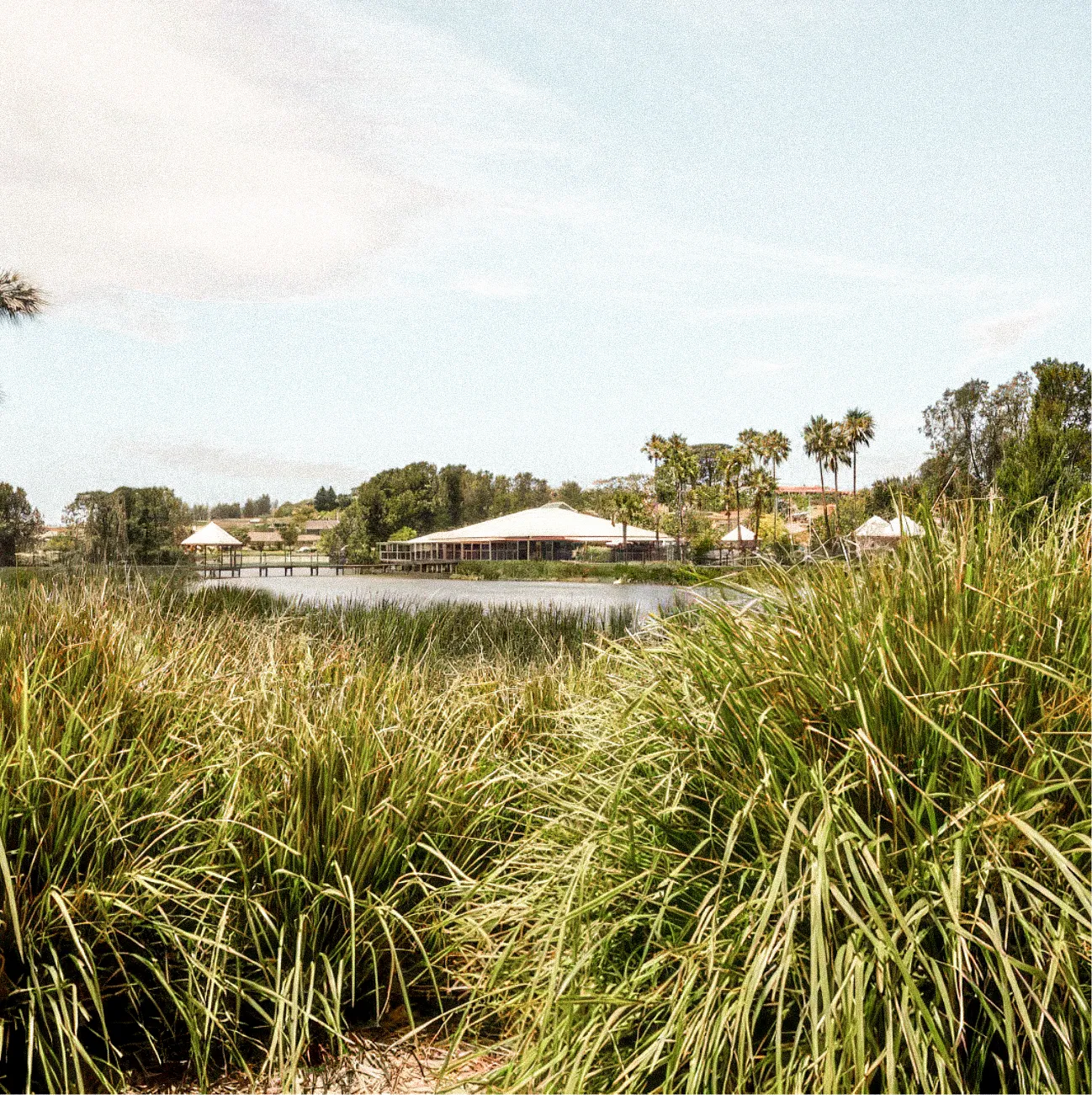 Sheargold Forest Grove