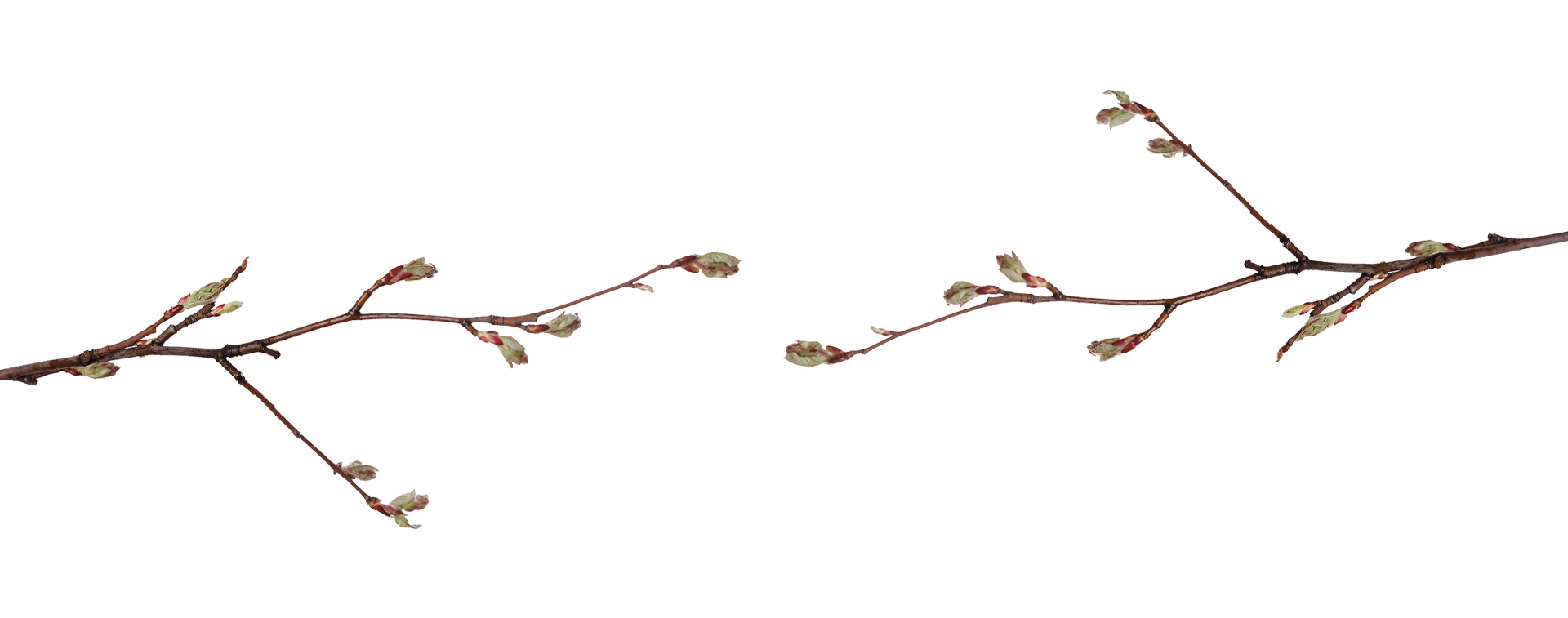 Lookout Mountain Treehouse Vacation Rentals: Elevated Getaways