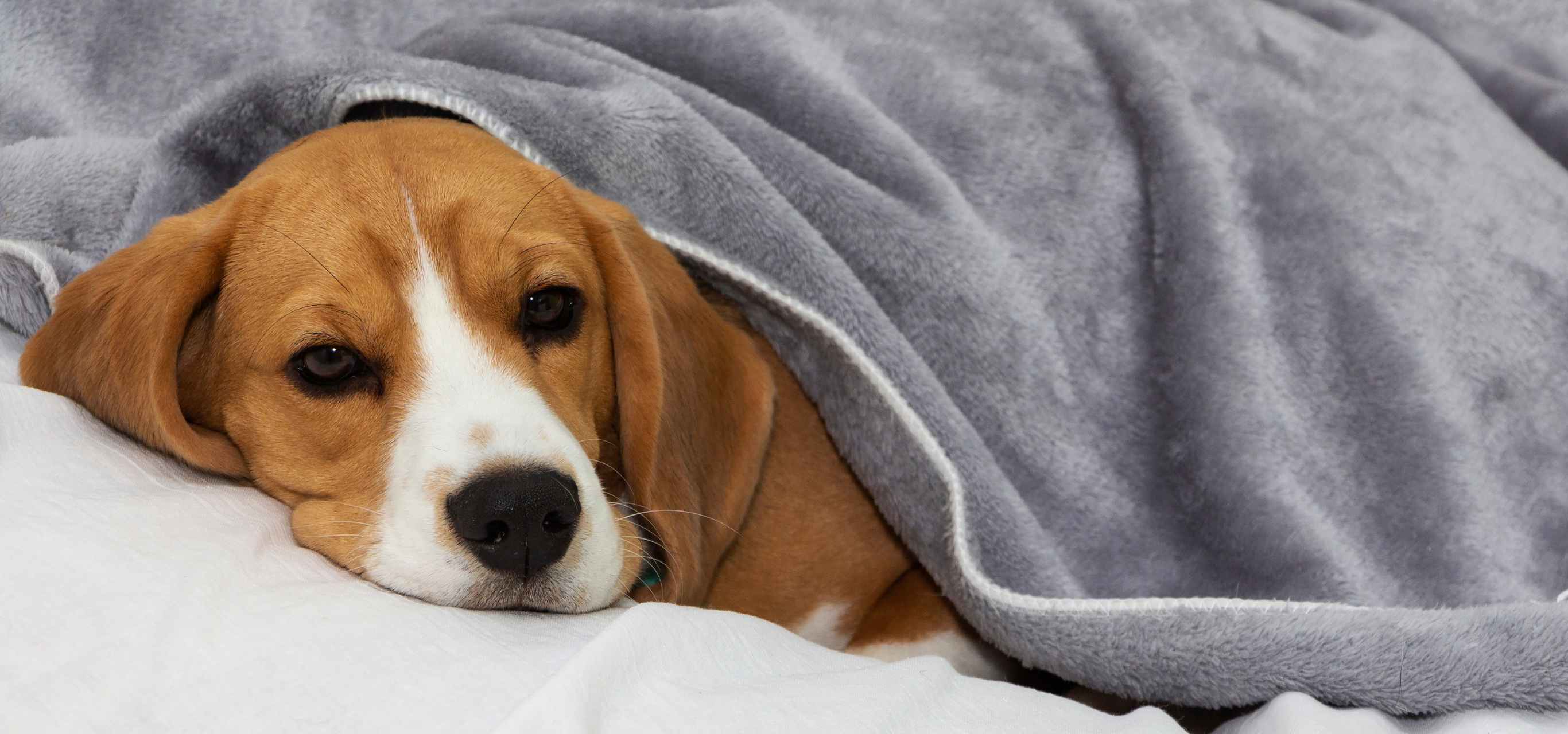 Valley Fever in Arizona Dogs Causes & Prevention The VetHaven