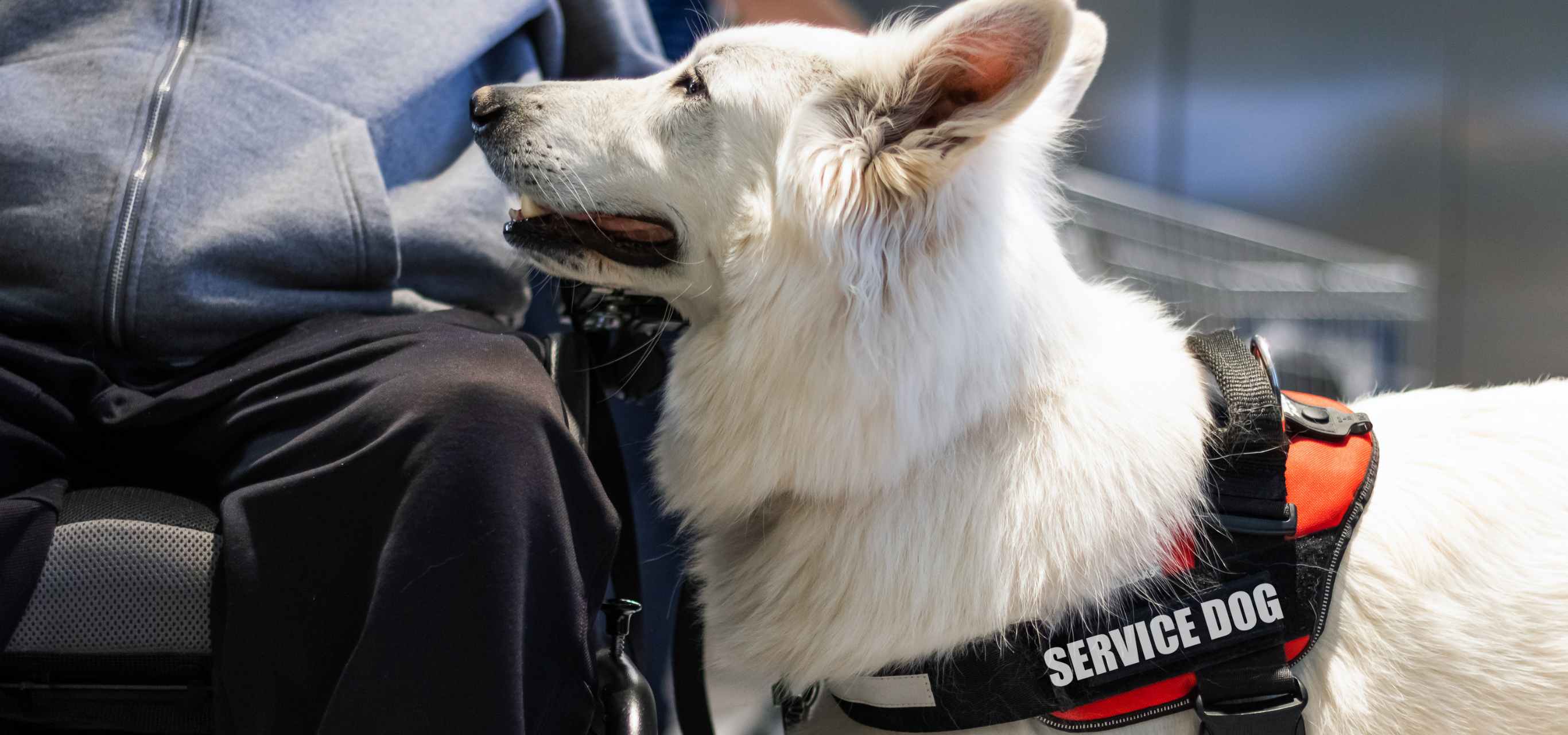 Guide to Getting a Service Dog in Arizona The VetHaven
