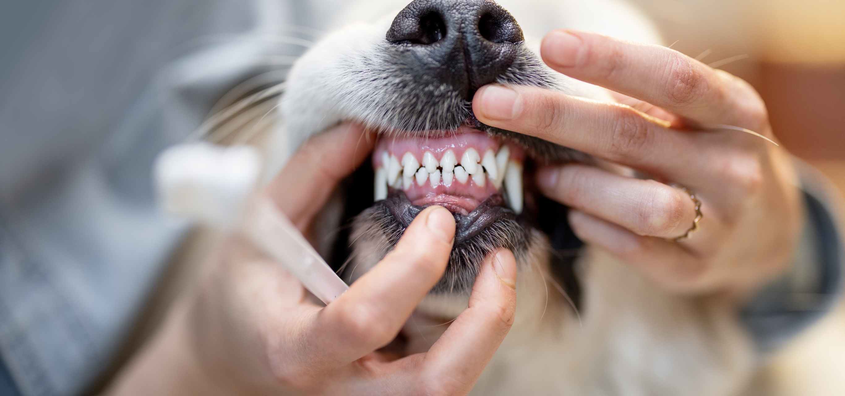 Dog Dental Cleaning Frequency Complete Guide The VetHaven