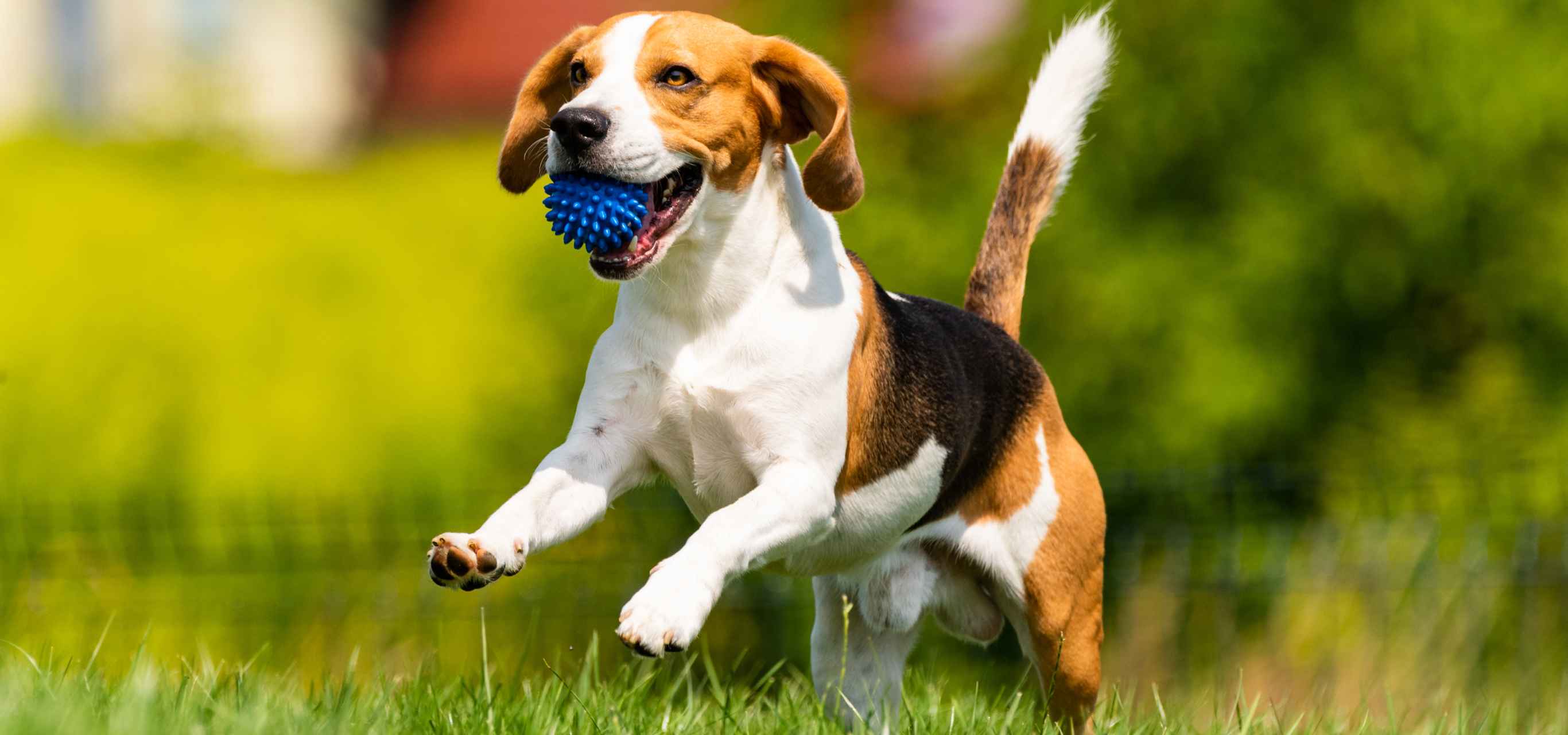 Guide to Dog Neutering Benefits, Procedure, and Care The VetHaven