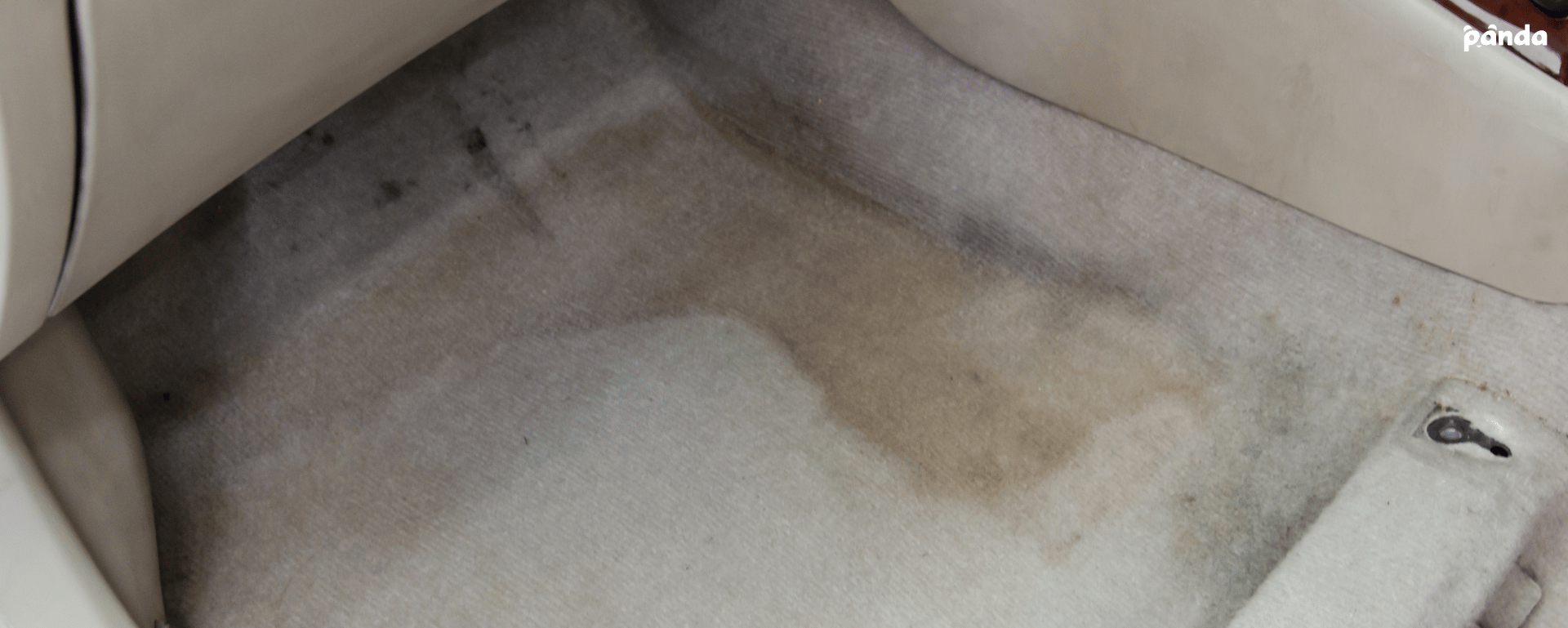 How to get mold out of car and carpet? Panda Hub Car Care