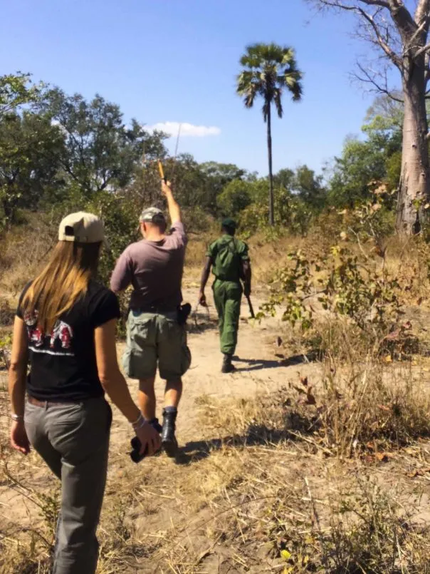 Tracking black rhino using a telemetry