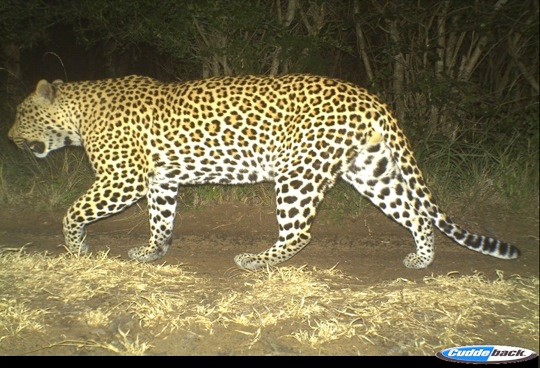 Camera Traps - Essential Monitoring Tool
