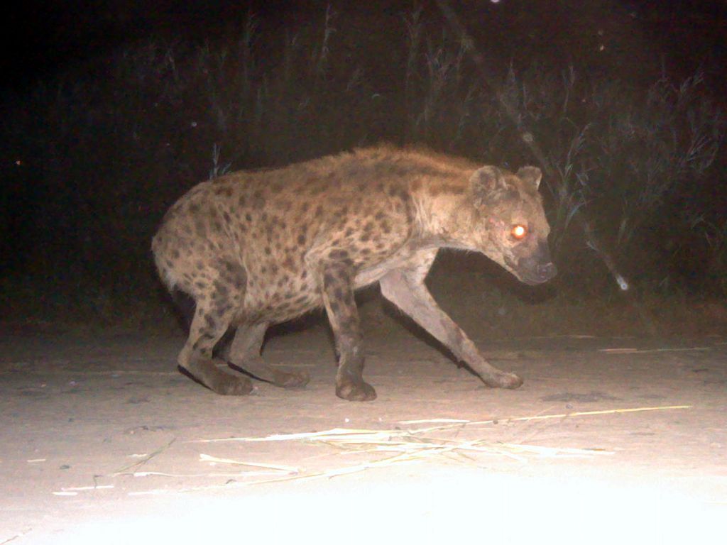 Spotted Hyena (Crocuta crocuta): Sex, Social Structure & Conservation
