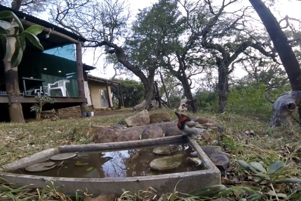 Tips for Setting up a Bird Bath to Attract Birds to your Garden