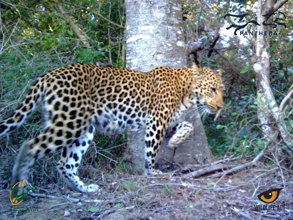 How do Leopards Mark their Range?