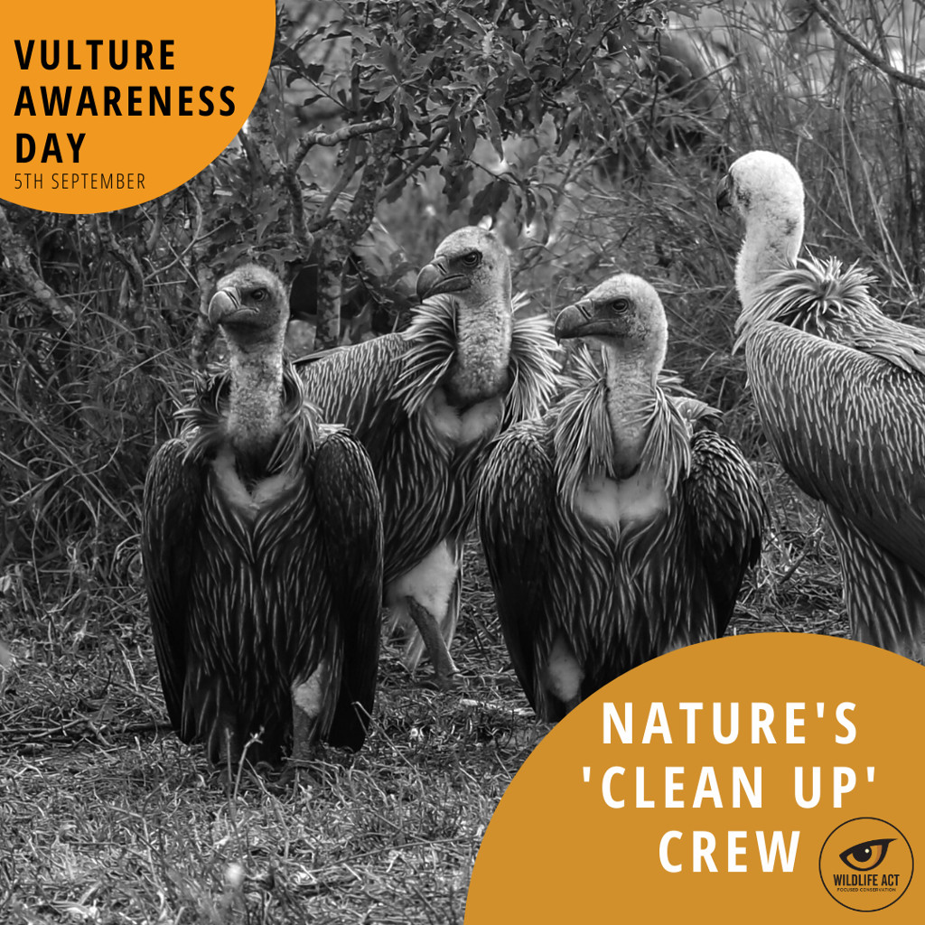 International Vulture Awareness Day 2020: Introducing Nature's Clean-up ...