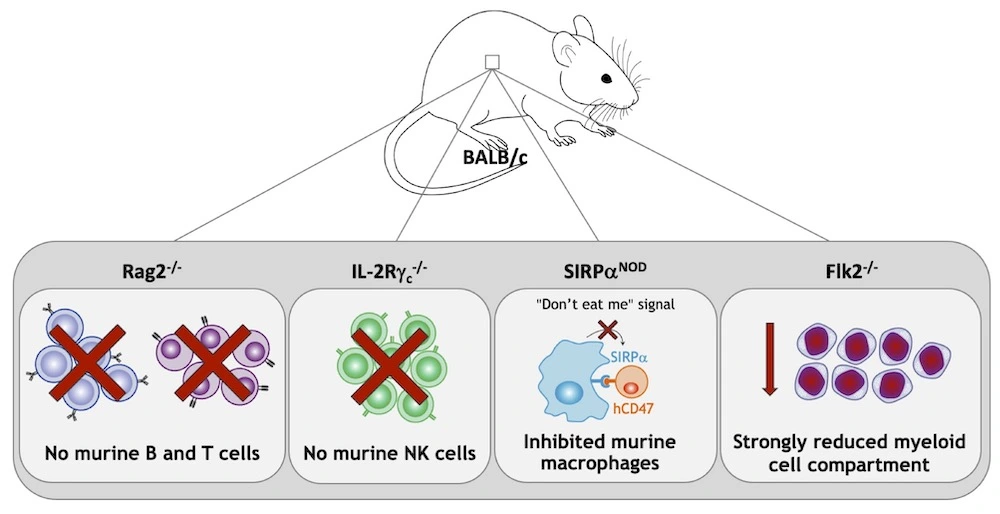 Immunodeficient BRGSF Mouse Model ImmunoOncology Catalog genOway