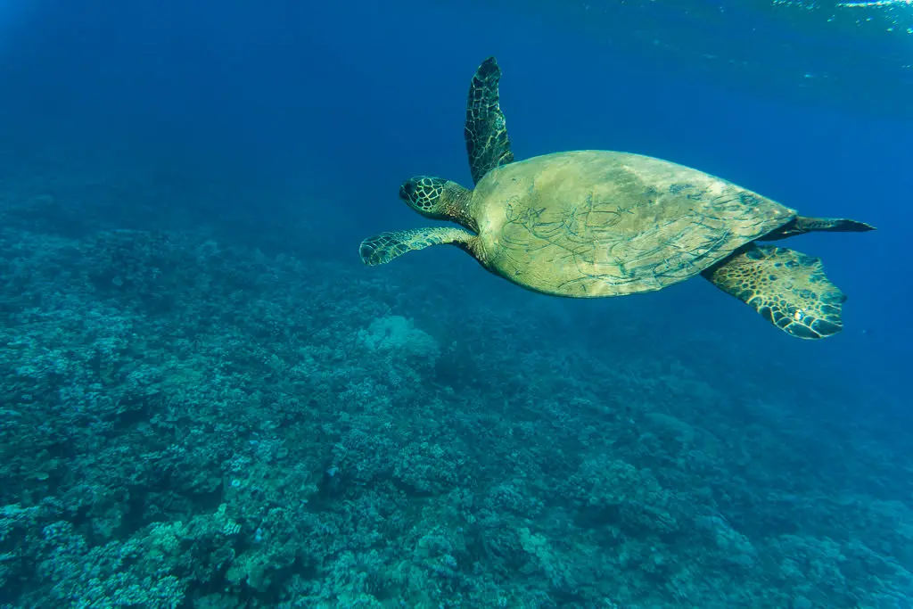 The Best Snorkeling Spots on Molokai
