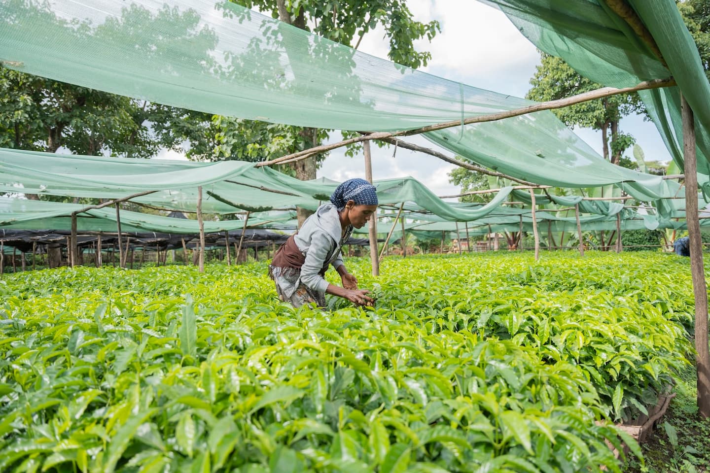 Project Mercy - Home