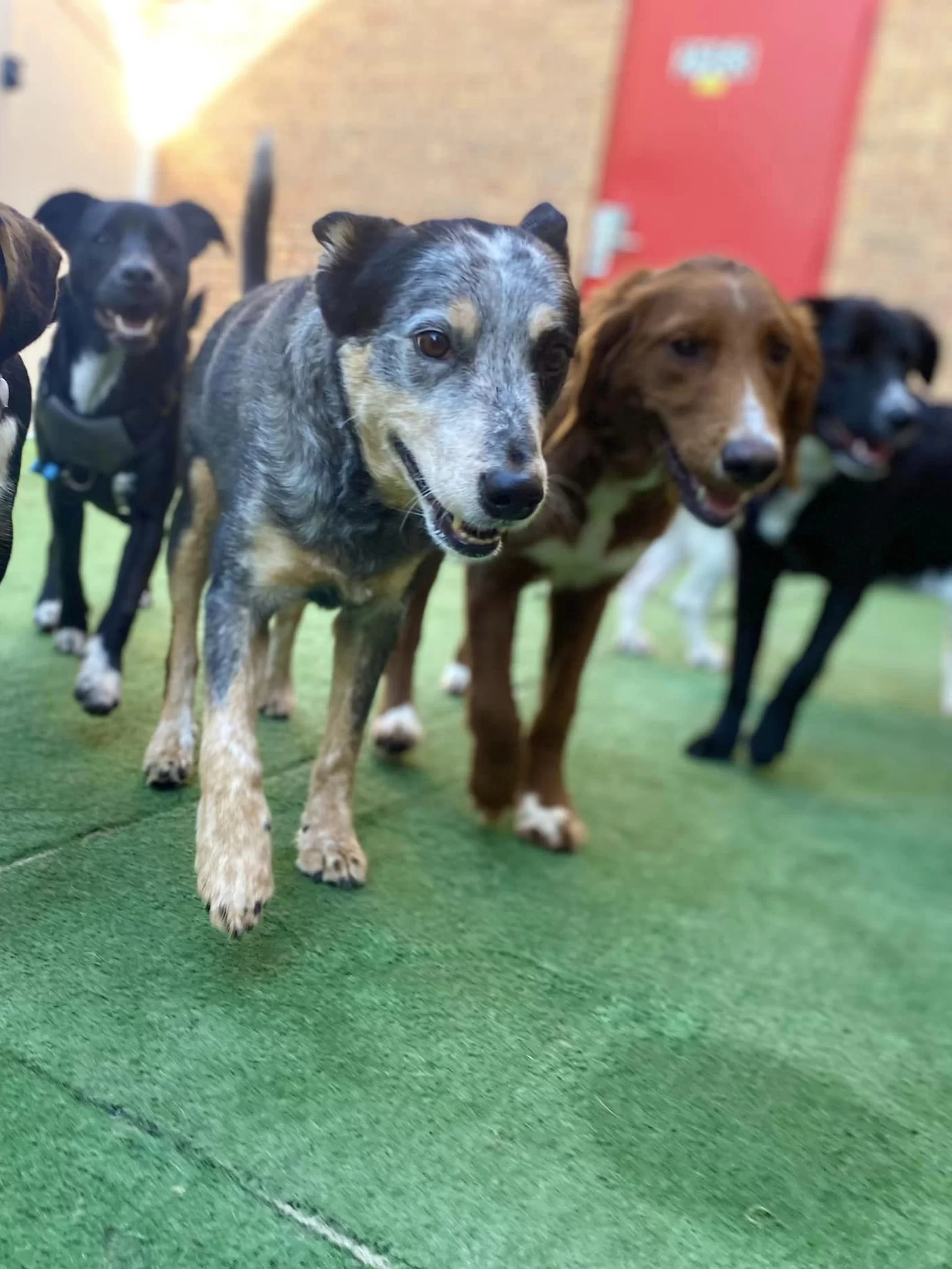 Downers Grove Dog Training & Grooming