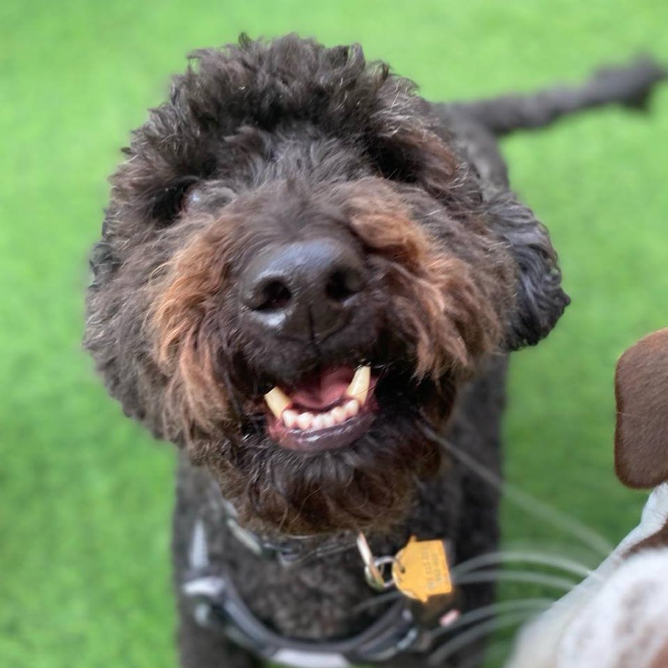 Downers Grove Dog Training & Grooming