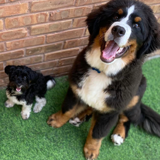 Downers Grove Dog Training & Grooming