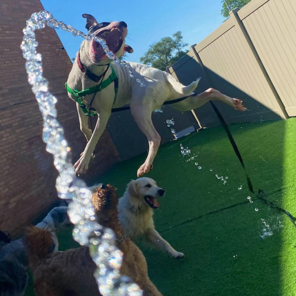 Downers Grove Dog Training & Grooming