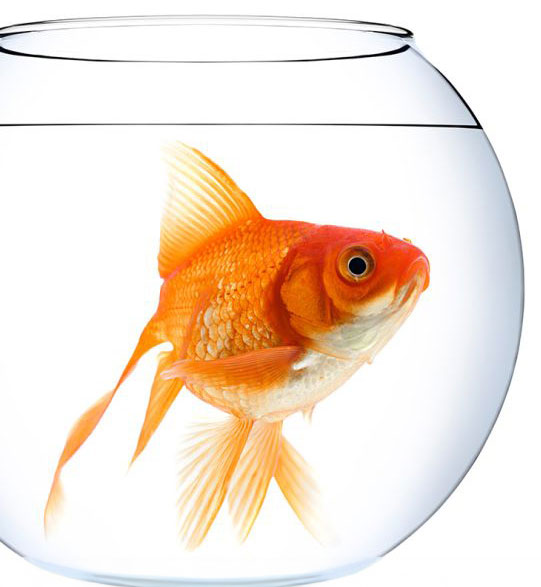 About Fishbowl