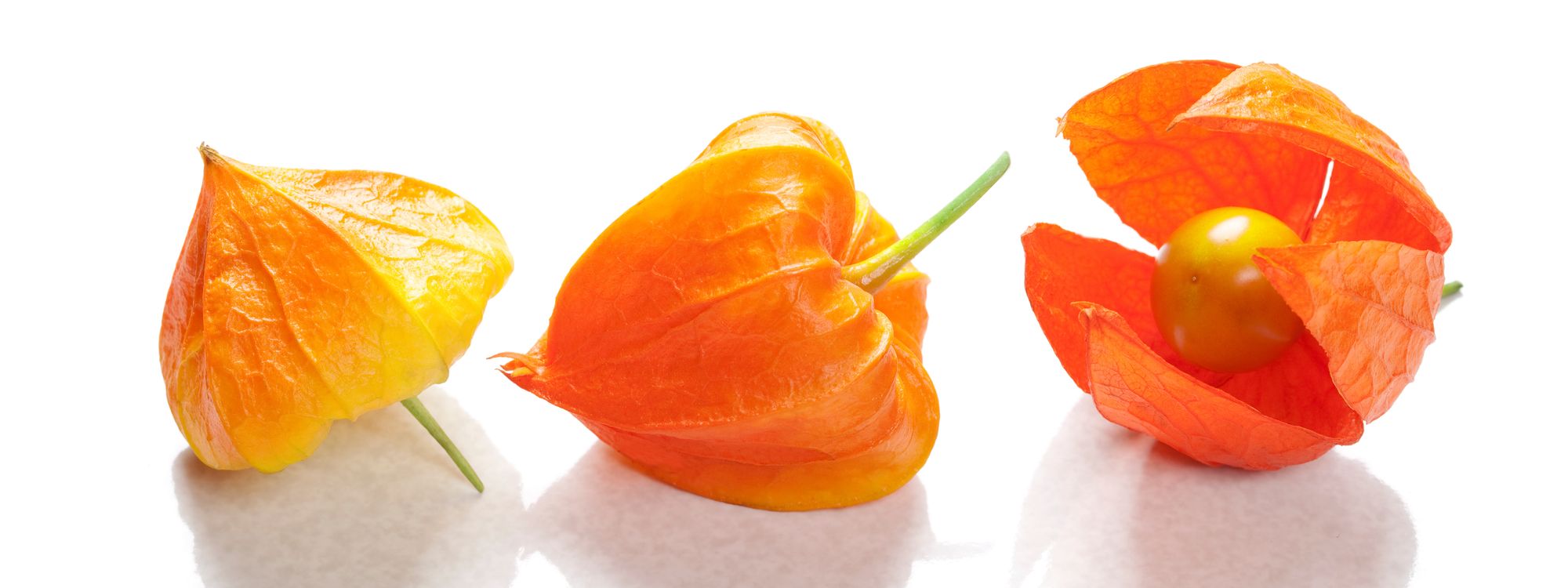 Alkekengi: The Oriental Fruit with a Decorative Appeal