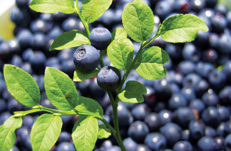 Does Bilberry Extract Improve Night Vision in Pilots? Go Flight Medicine