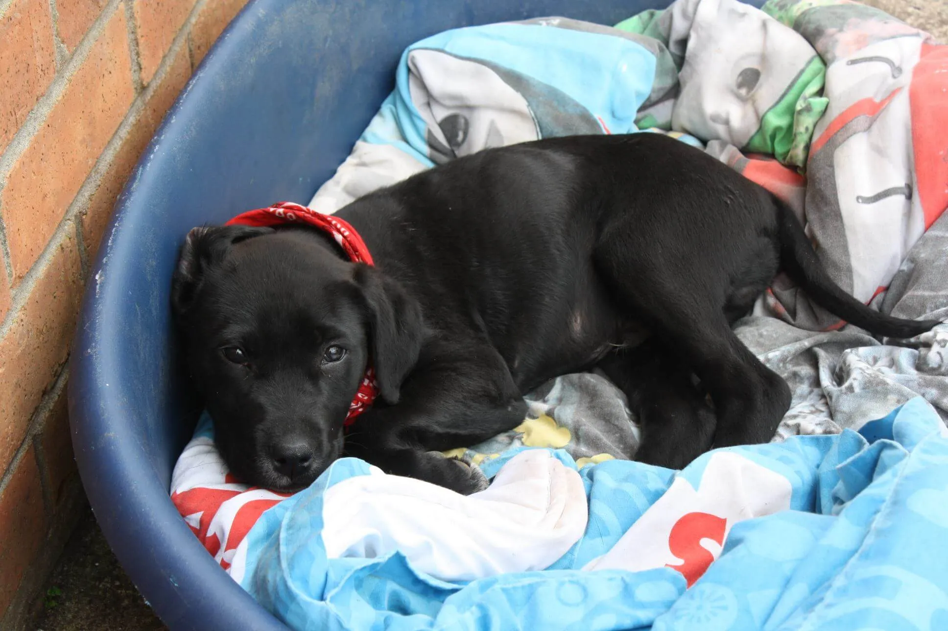 Unwanted Dogs For Drug Detection NZ Detector Dogs