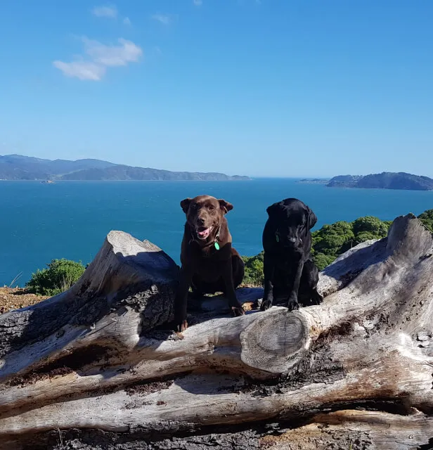 South Island Drug Detection Services NZ Detector Dogs