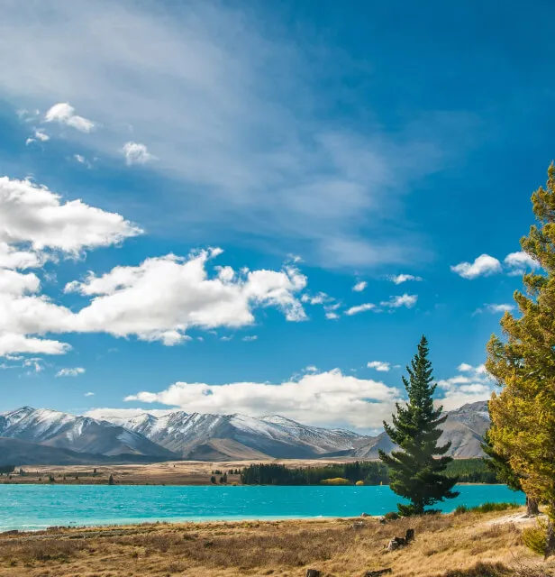 South Island Drug Detection Services NZ Detector Dogs