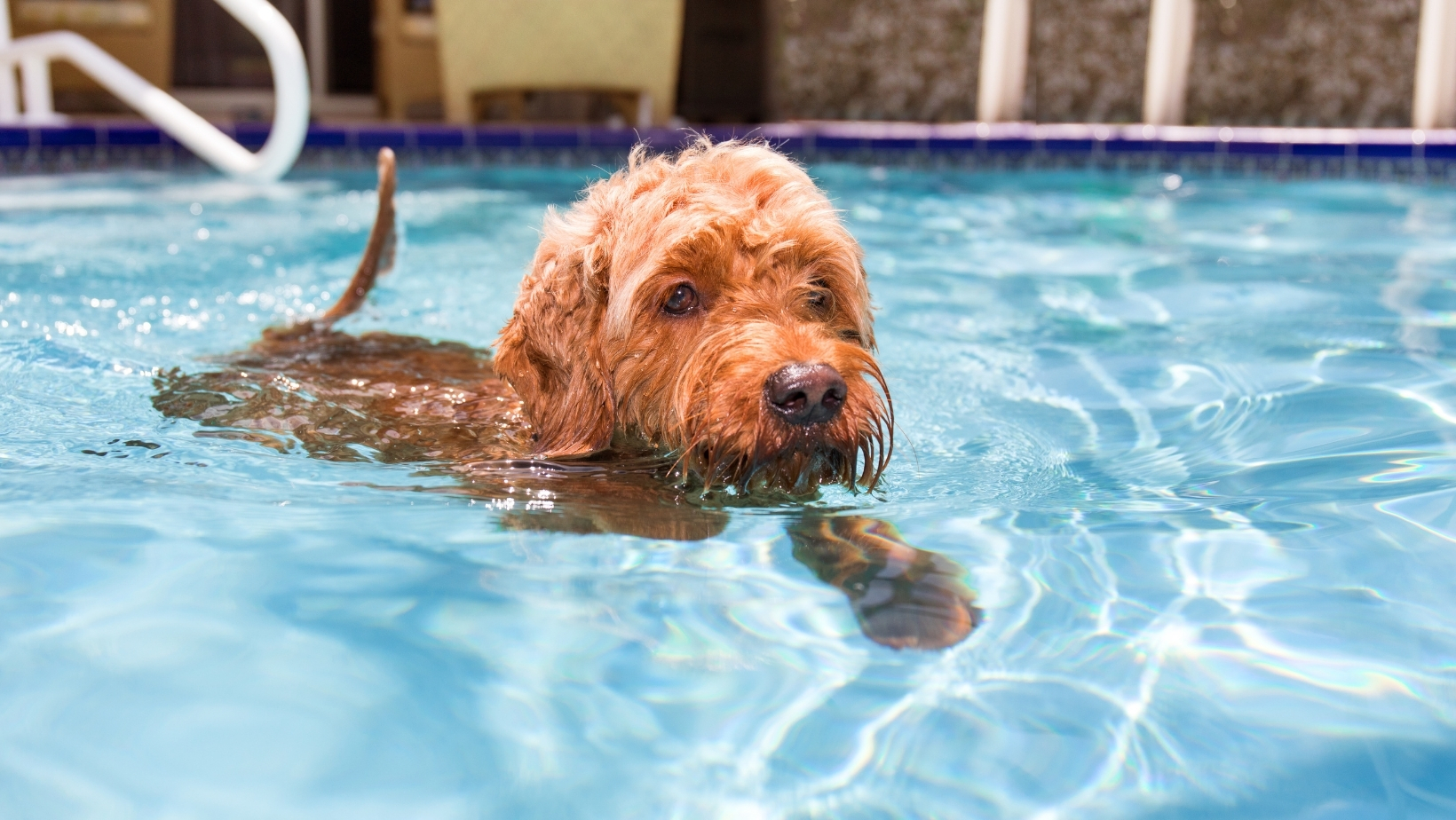 The Complete Guide to Florida Pet Deposit Law