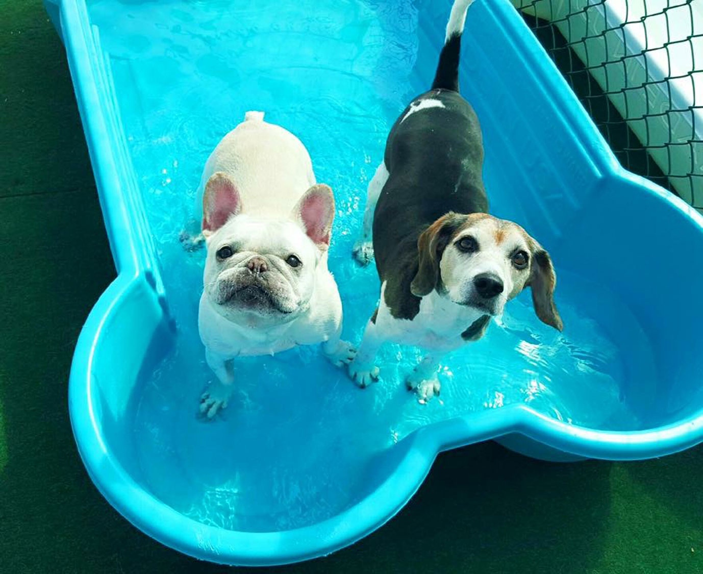 Inside Look Photo Gallery Bonita Boarding Kennel and Pet Camp