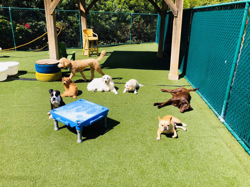 Inside Look Photo Gallery Bonita Boarding Kennel and Pet Camp