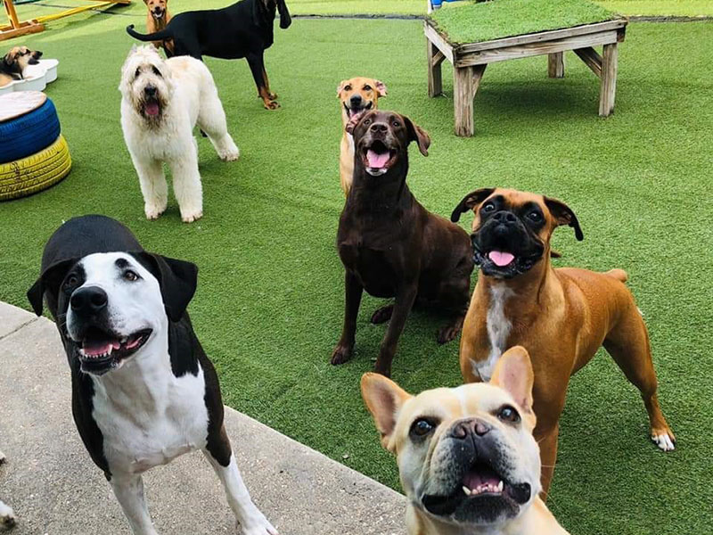 Dog and Cat Boarding Bonita Springs FL Bonita Boarding Kennel & Pet Camp