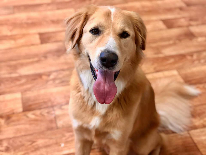 Reserve Your Pet's Next Stay in Bonita Springs Bonita Boarding Kennel