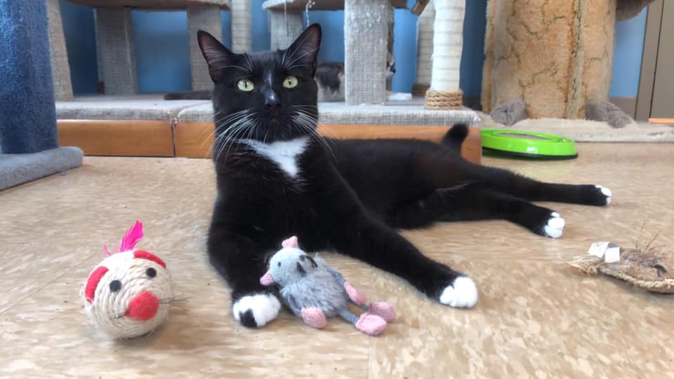 Cat Boarding Bonita Springs FL Bonita Boarding Kennel & Pet Camp