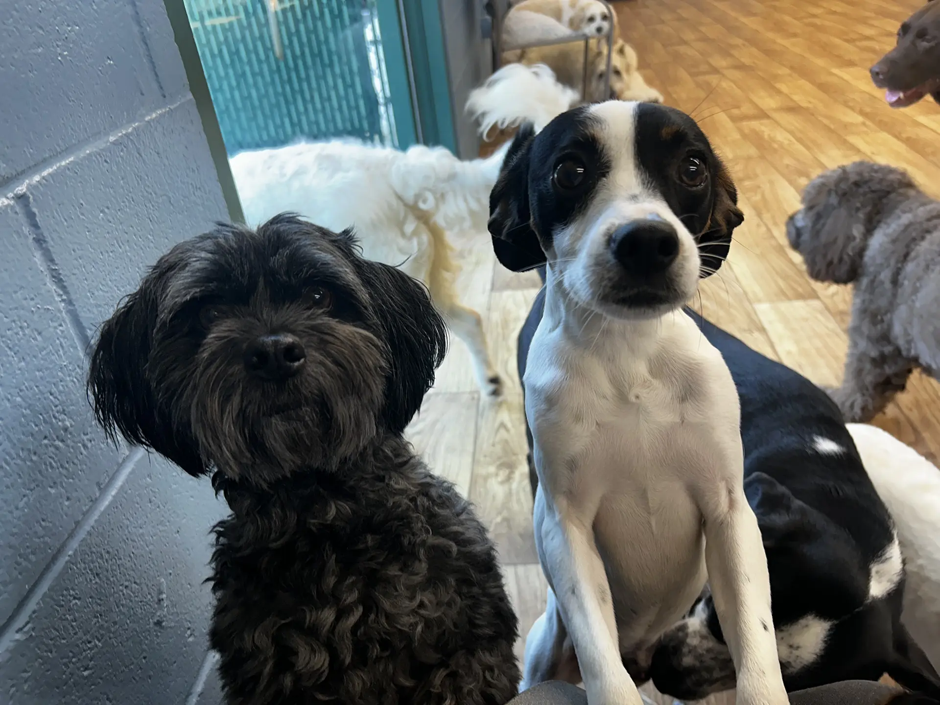 Inside Look Photo Gallery Bonita Boarding Kennel and Pet Camp