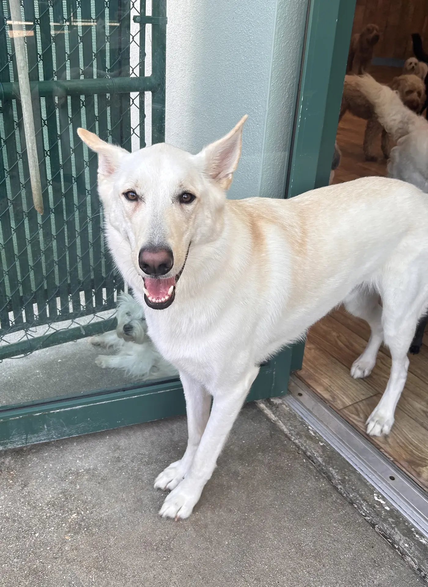 Competitive Pet Daycare and Boarding Rates Bonita Springs Bonita