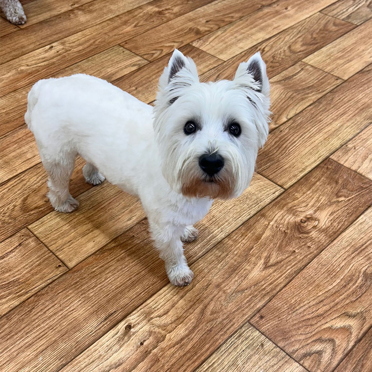 Inside Look Photo Gallery Bonita Boarding Kennel and Pet Camp