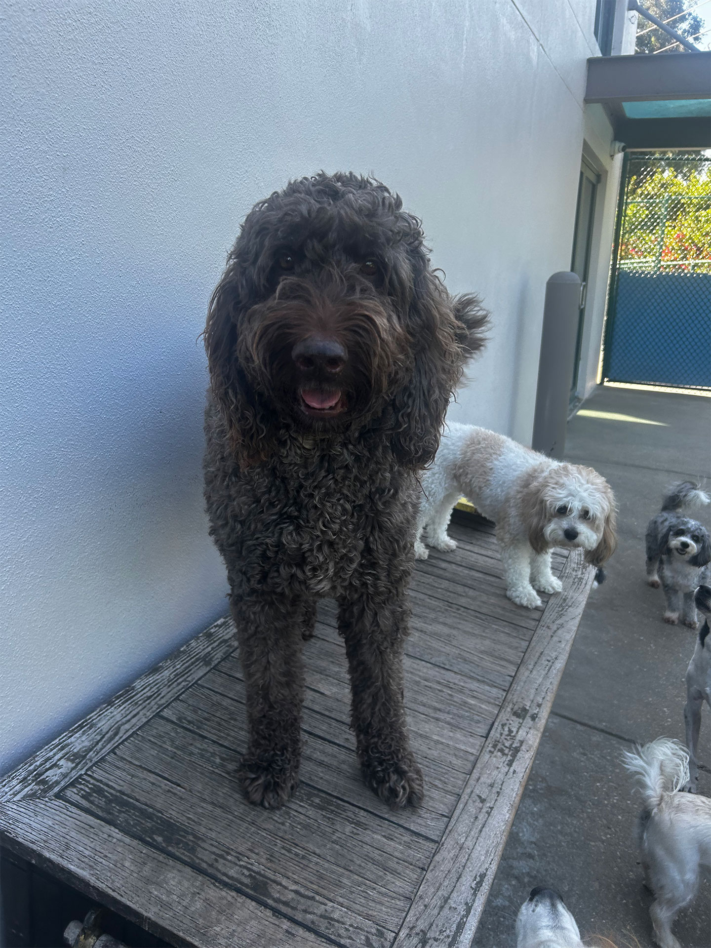 Inside Look Photo Gallery Bonita Boarding Kennel and Pet Camp