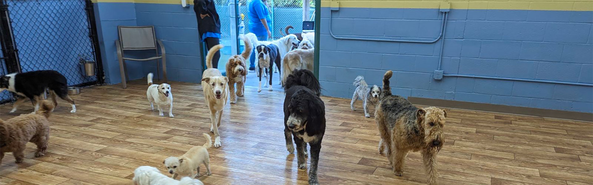 Pet Daycare Bonita Springs FL Bonita Boarding Kennel & Pet Camp