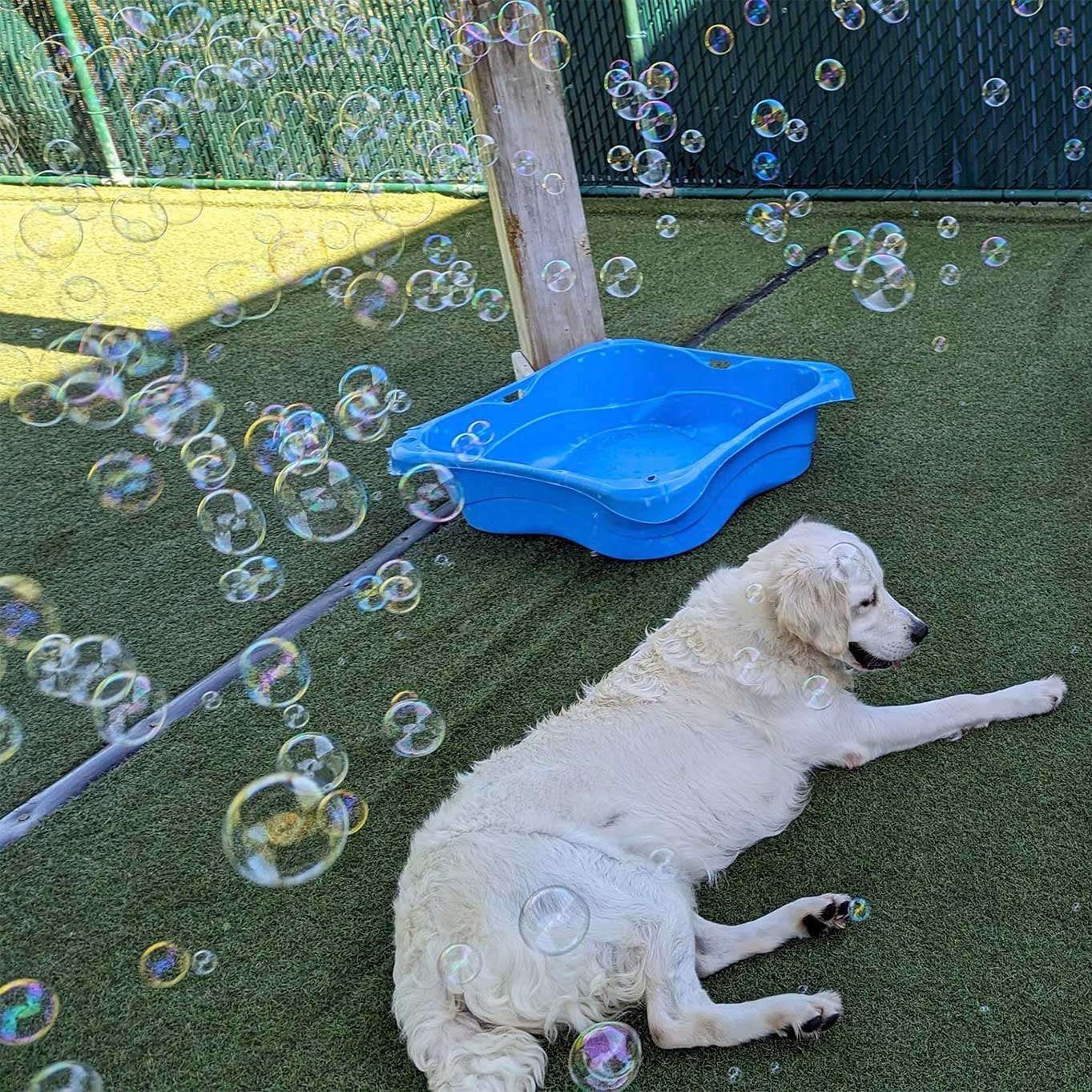 Dog Boarding Bonita Springs FL Bonita Boarding Kennel & Pet Camp