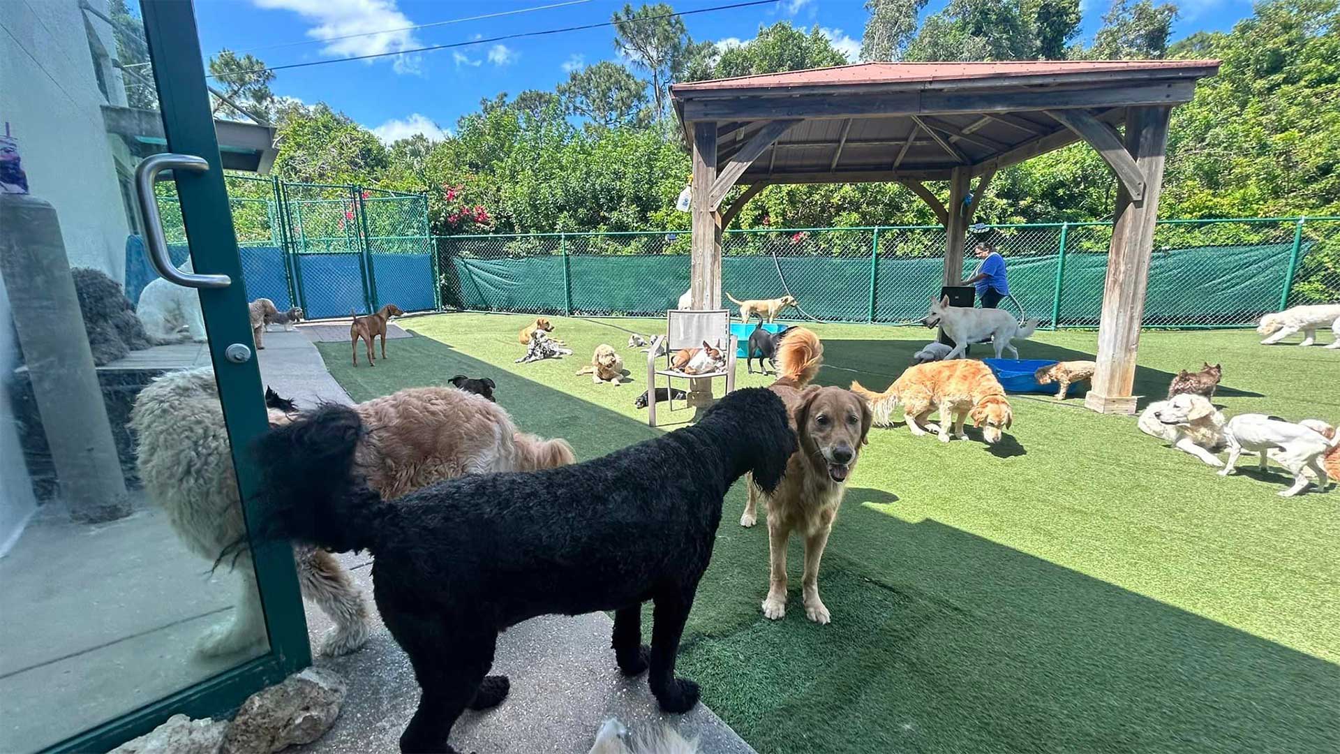 Dog Boarding Bonita Springs FL Bonita Boarding Kennel & Pet Camp
