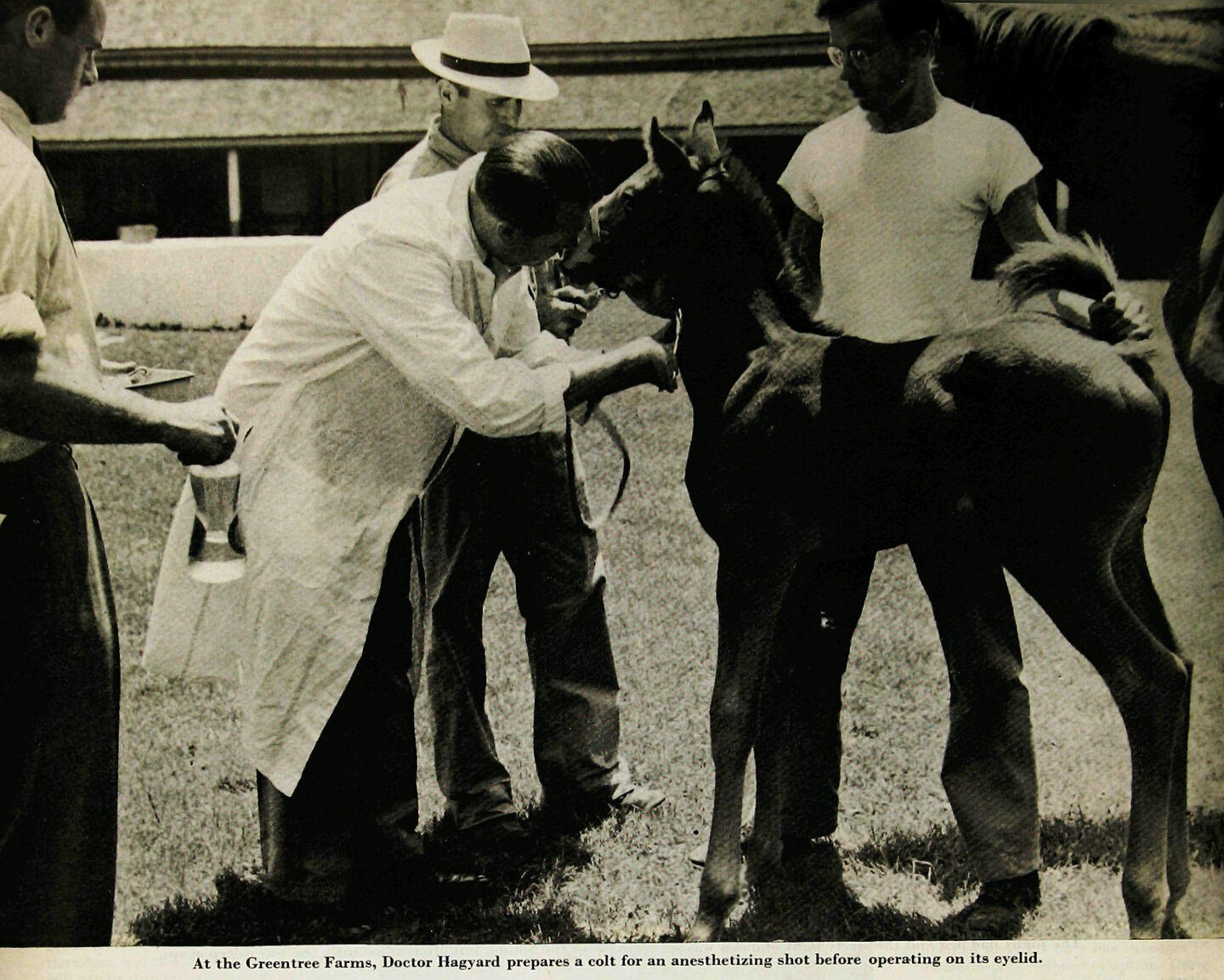 Hagyard Equine Medical Institute - Leading Equine Veterinary Care