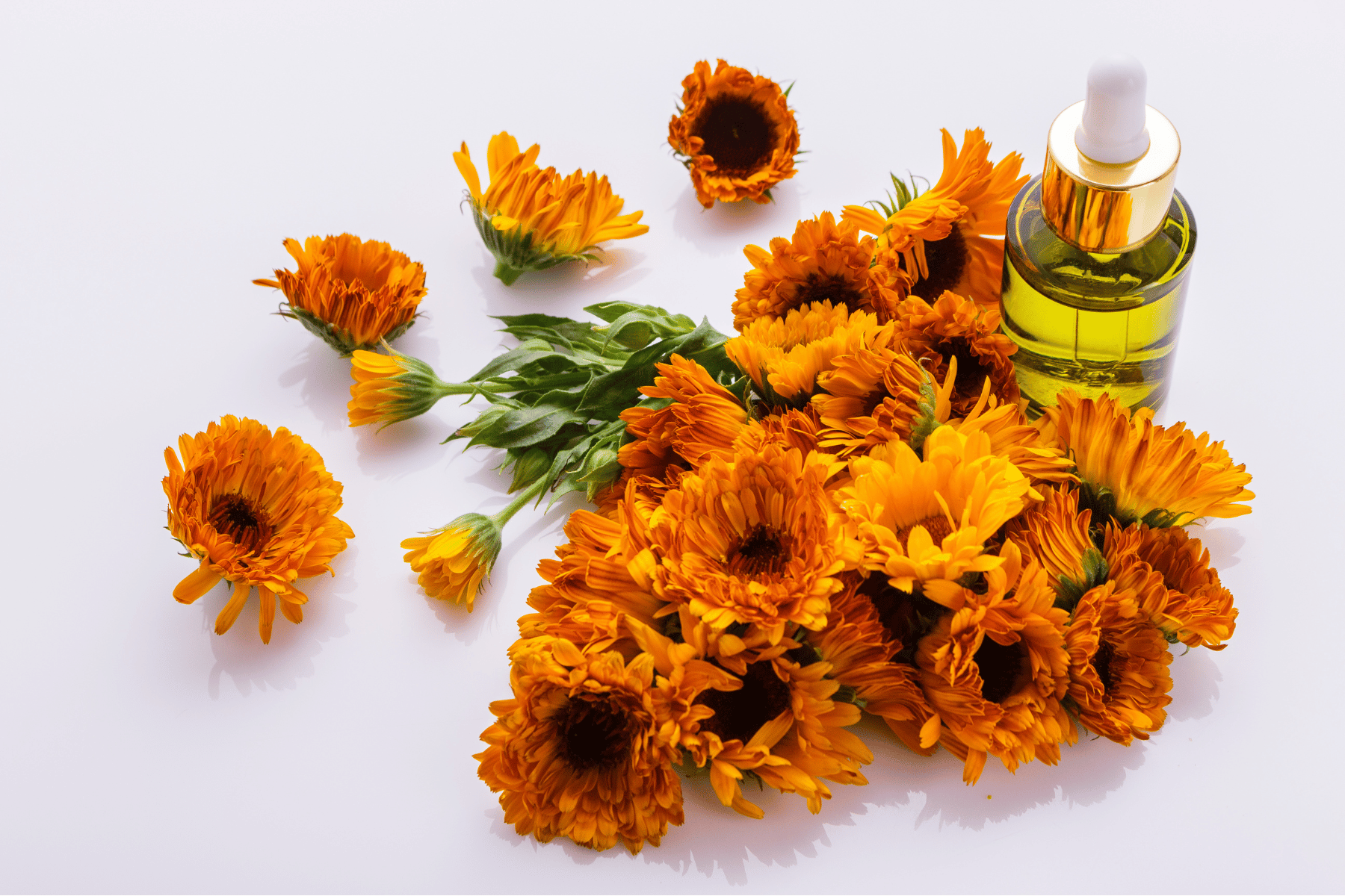 Arnica: What Is It and How Can Older Adults Use It?