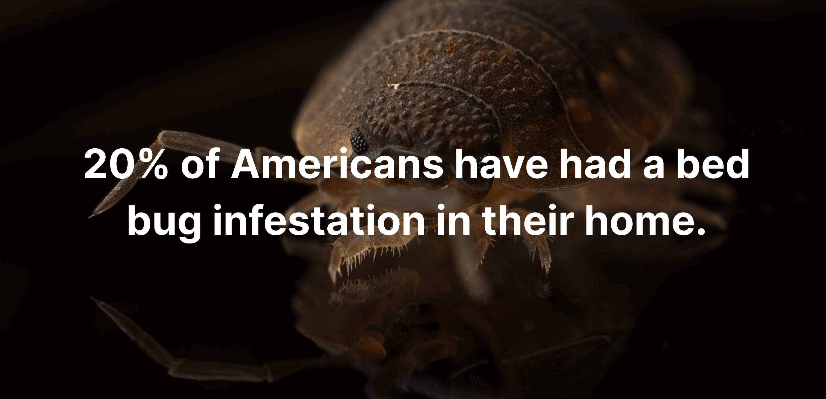 How Common Are Bed Bugs? 51 Bed Bug Statistics